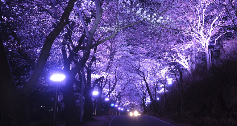 화동 화개장터 벚꽃축제