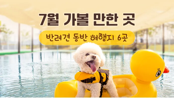 강아지 동반 애견 동반 여행 국내 베스트 10_5