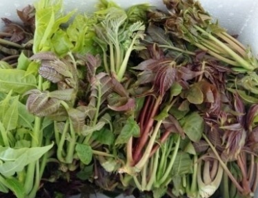 가죽나물고추장장아찌 만드는법