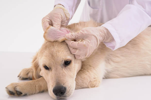 강아지 귀염증 치료비&amp;#44; 원인&amp;#44; 증상 알아보기