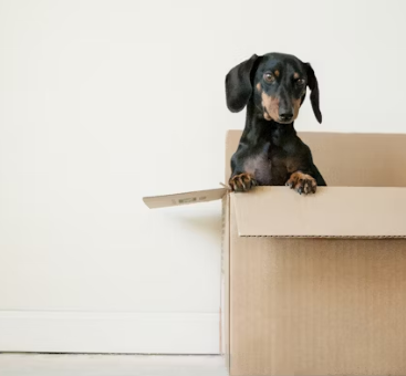 33평 아파트 포장이사 비용 5톤 견적 후기