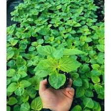 들깨 파종 시기