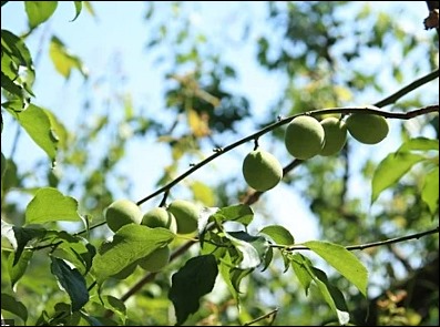 매실액기스 부작용 13