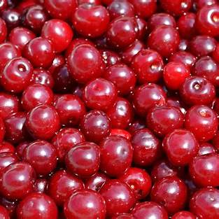 크랜베리 효능과 부작용 총정리