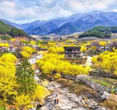 구례 산수유축제