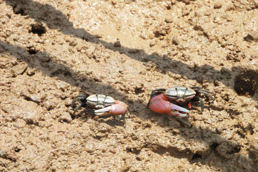 가을 여행 무안, 무안 황토 갯벌