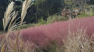 화성_우리꽃식물원_국화전시회