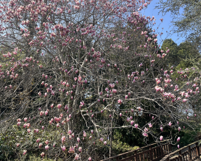 2025 천리포수목원 목련축제 일정 기간 요금 주변 코스