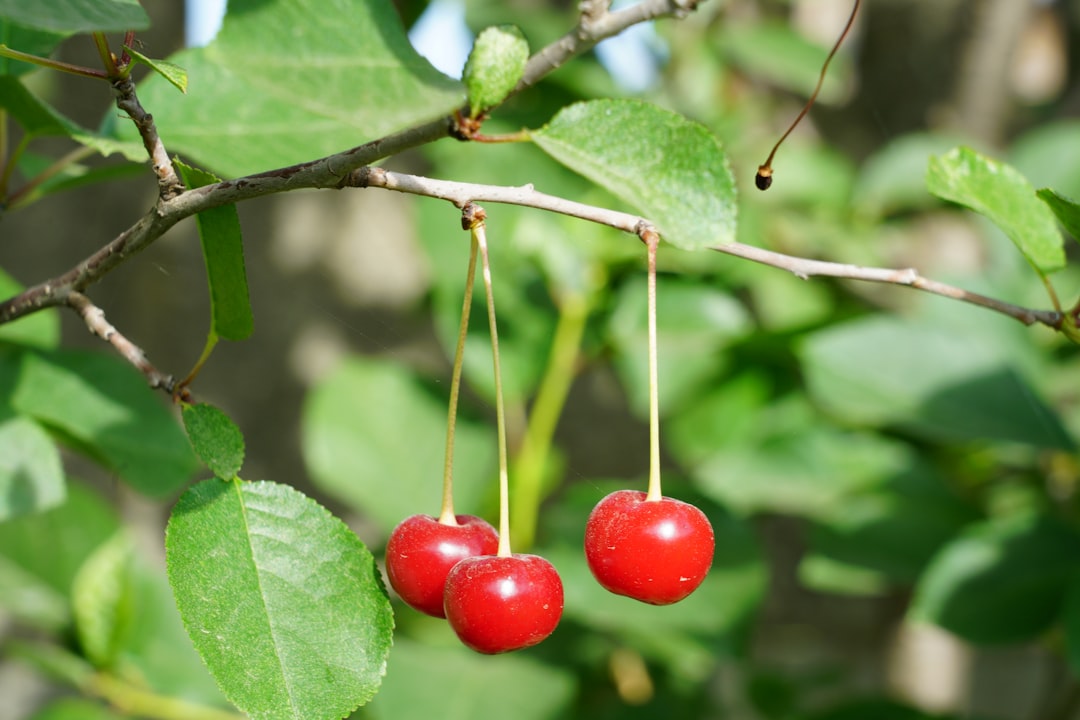 Goji berry
