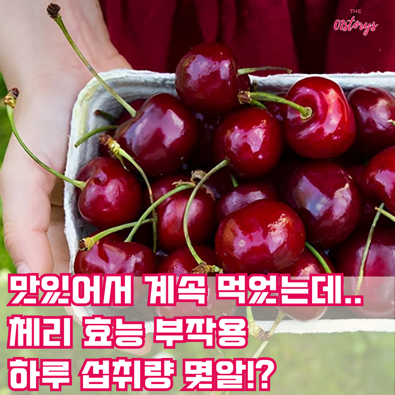 체리-효능부작용-하루섭취량