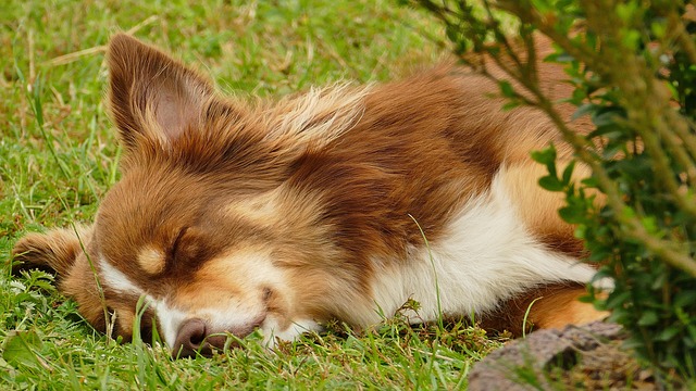 노령견을 위한 여름 건강템 추천