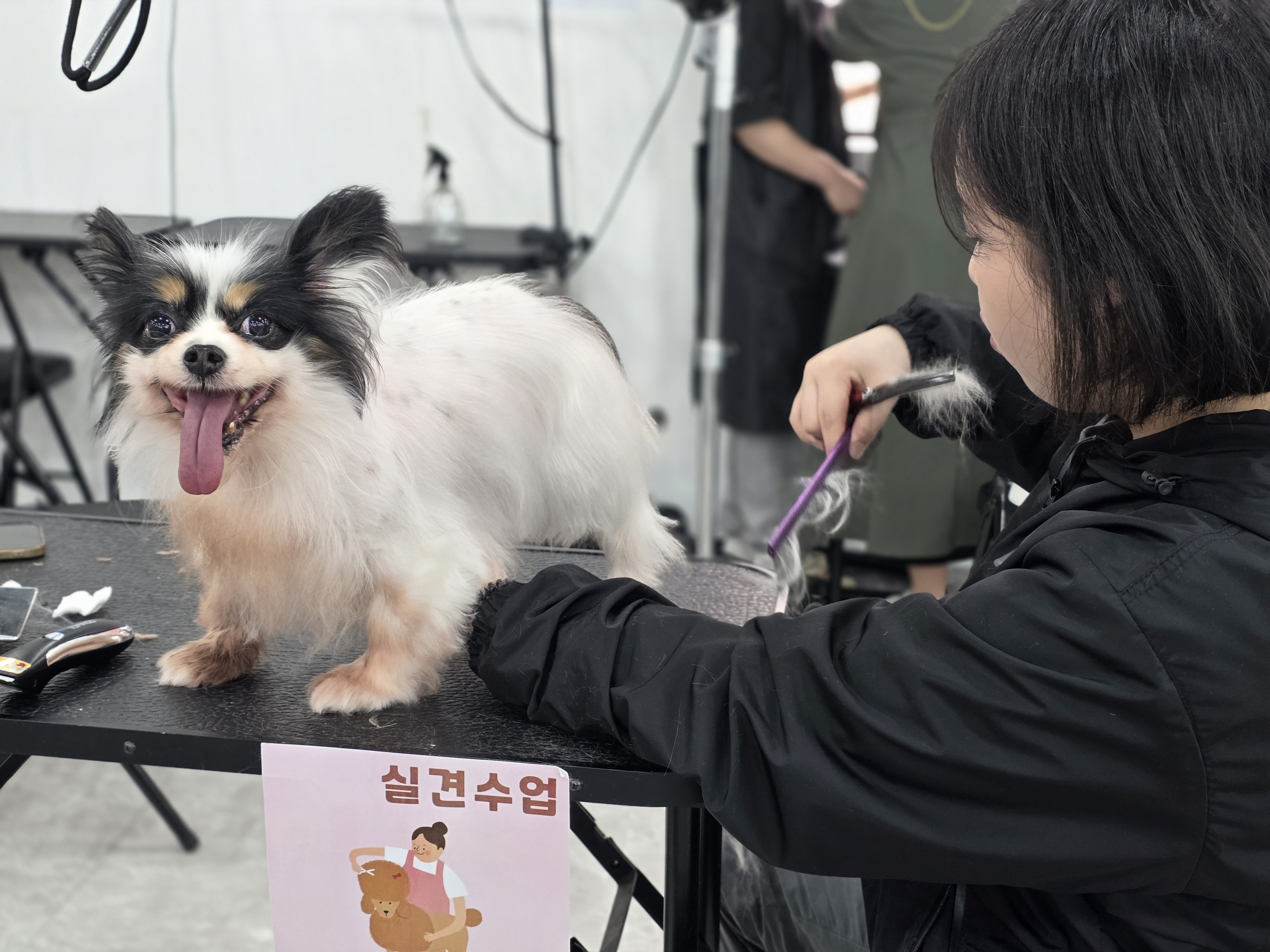 광주애견미용학원 국비지원