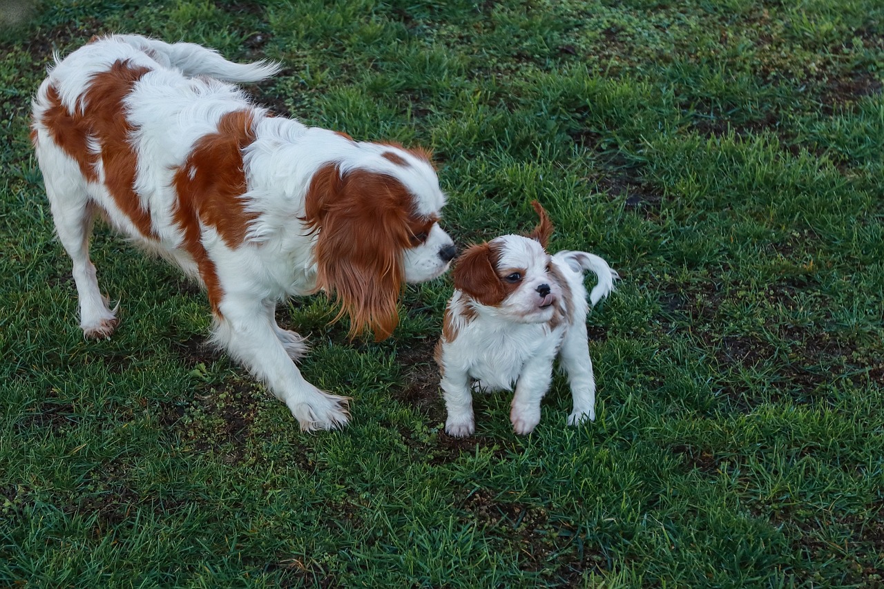 카발리에 킹 찰스 스패니얼(Cavalier King Charles Spaniel)5