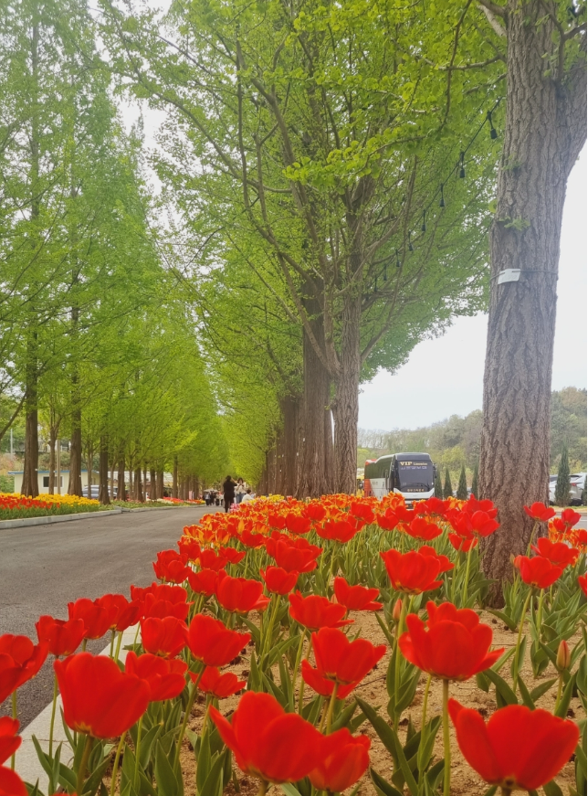아산 피나클랜드 튤립 축제.생방송투데이.일정.가는길.주차장.2023년안내