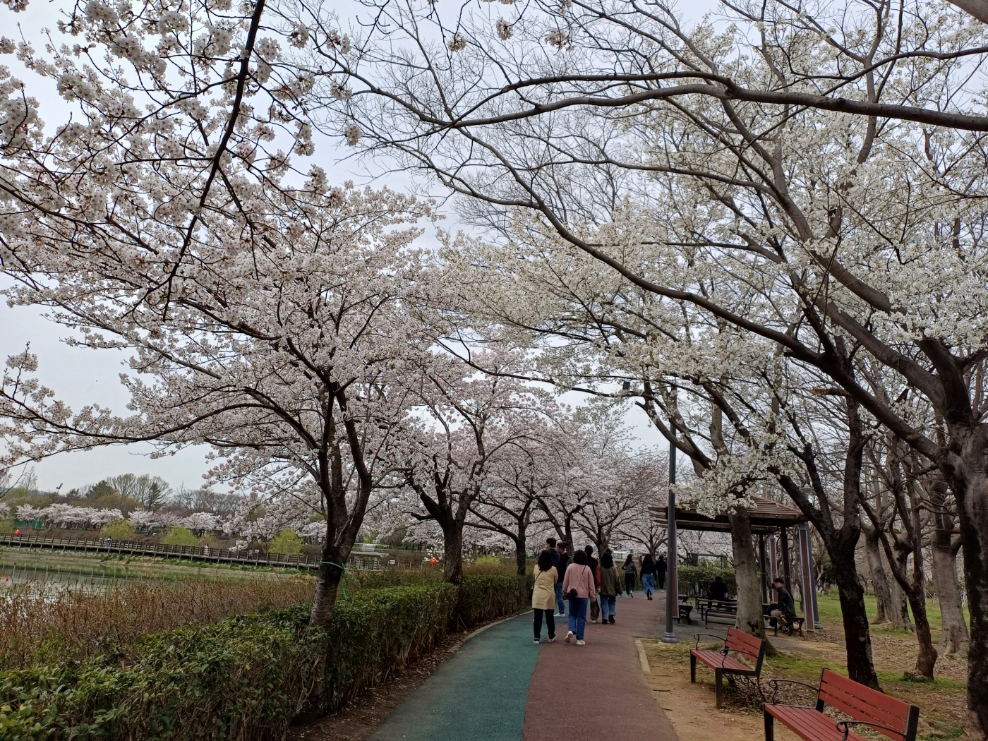 함평 벚꽃