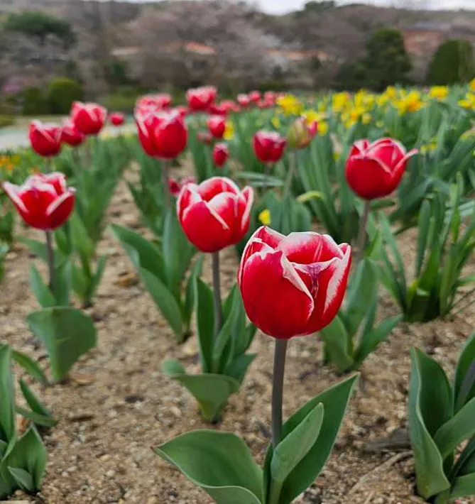 바이블랜드수목원