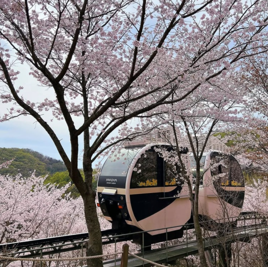 2025 화담숲 벚꽃 개화 시기 실시간 현황