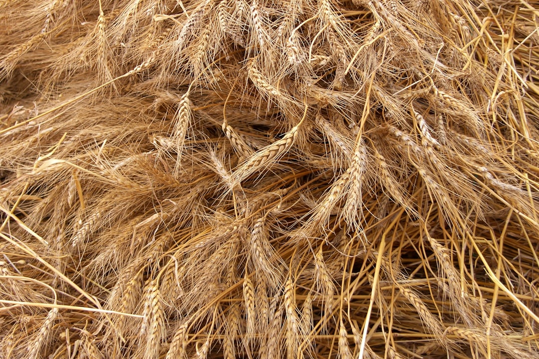 Alopecia
