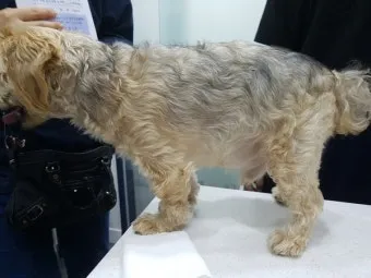 강아지 복막염 원인과 치료 방법_10