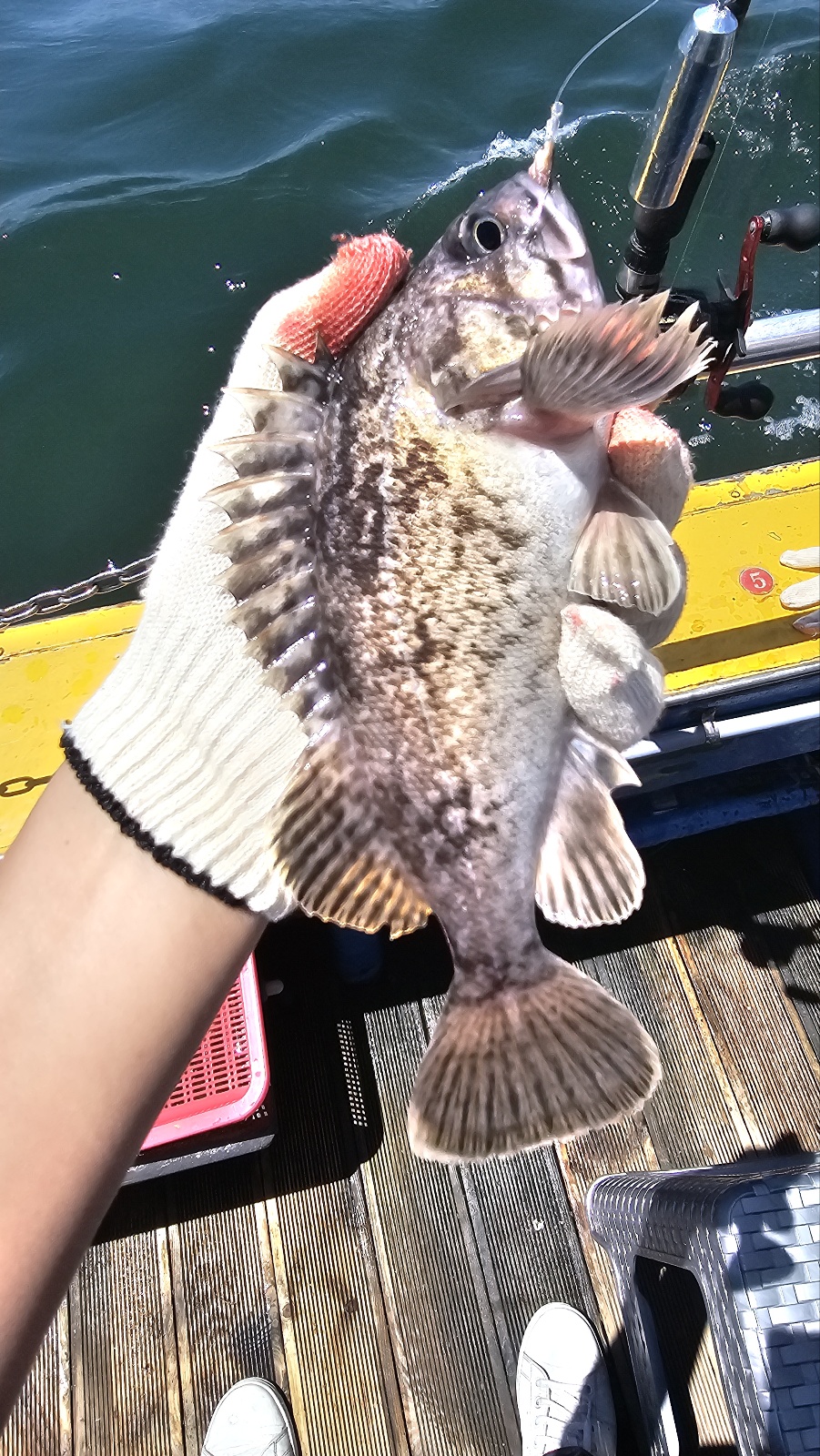 오이도(시흥 시화방조제) 배낚시 후기-Boat Fishing at Oido
