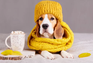 비글/출처:어도비스톡