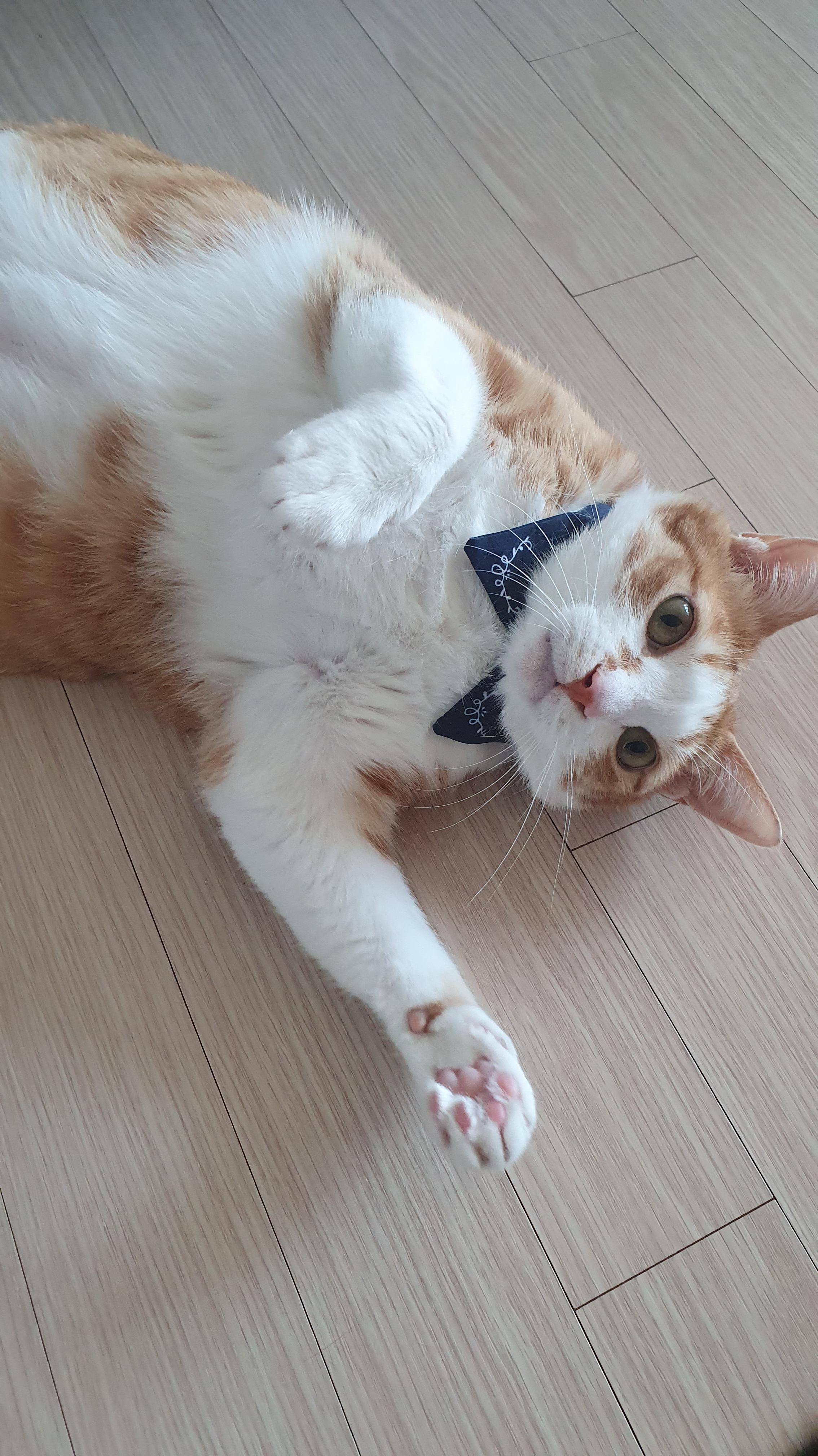 사람처럼 자는 고양이, 치즈냥이 호야.