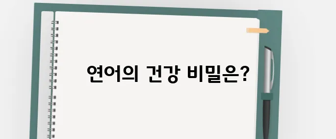 연어 효능 알아보아요