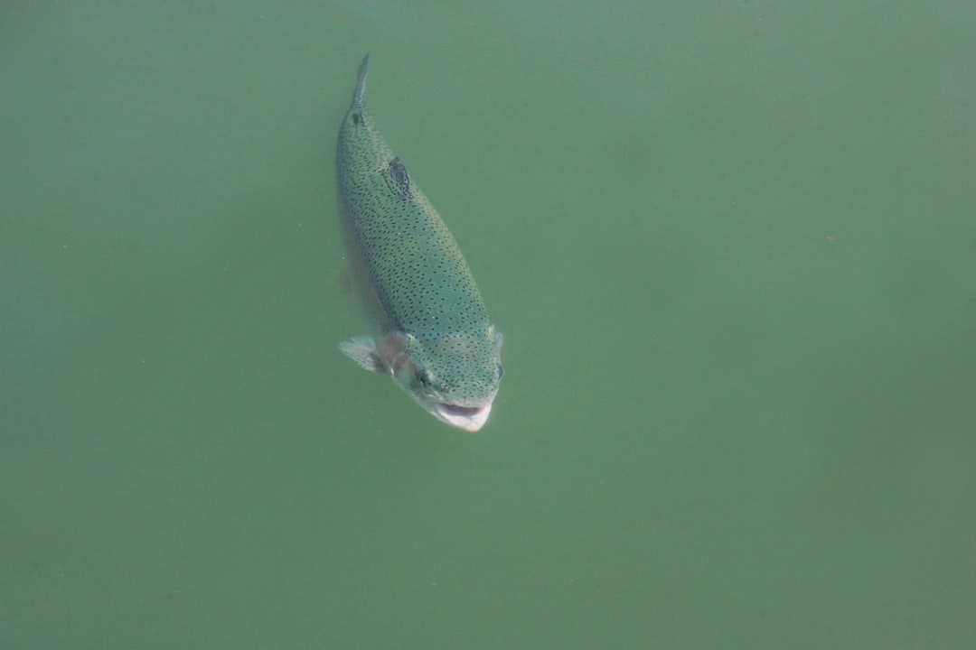 Trout