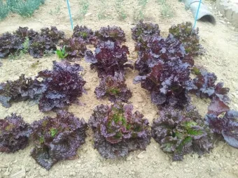 반려식물 입문 키우기 물주기 햇빛선택 기준 시니어에게 좋은 목록_11