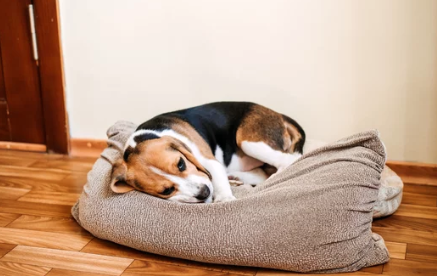 dog vomiting/출처:어도비스톡