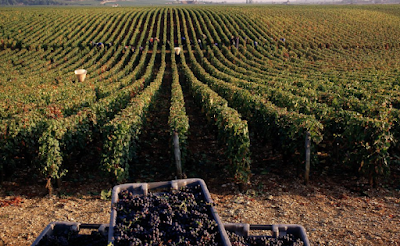 부르고뉴 와인 재배지