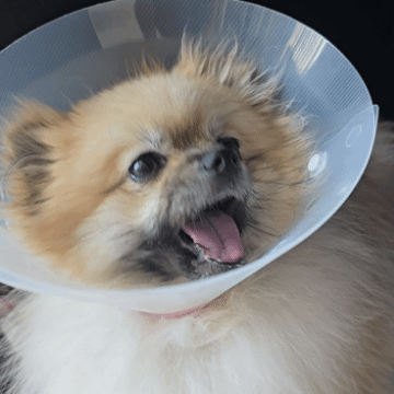 악어 육포를 먹는 강아지