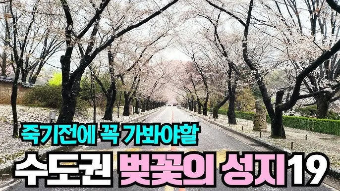 벚꽃 명소 추천 축제 유명한곳_3