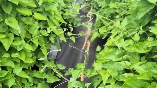 백수오-백하수오-재배법-생태특성-꽃-피는시기-개화시기