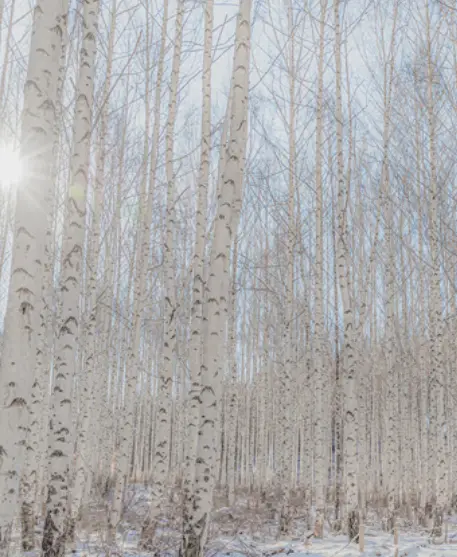 겨울방학 국내 여행지- 눈이 가득쌓인 흰색 자작나무 숲