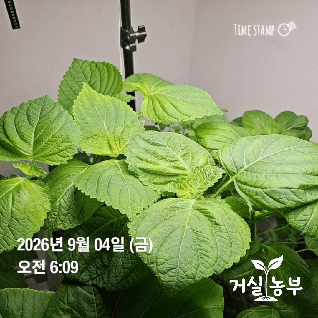9월 4일 수경재배기에서 무성하게 자란 큰 깻잎