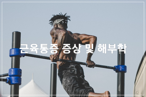 근육 통증 증상 및 해부학