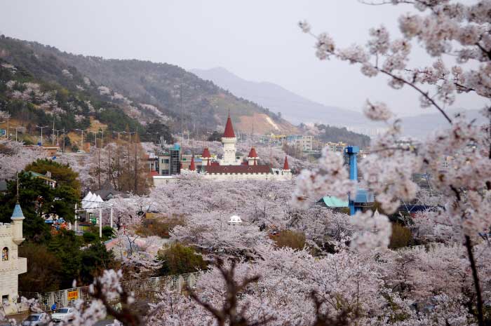 진해 벚꽃명소