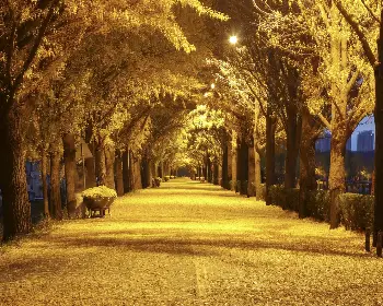 아산 은행나무길_7