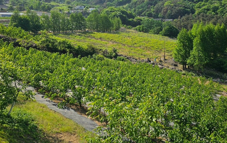 울산 오디 미니농원 울산광역시 뽕나무 오디 따기 체험 정보 6시 내고향 6월 4일 방송