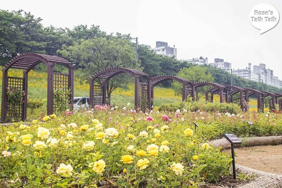 안양천벚꽃길