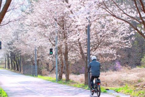서울 근교 벚꽃 명소 추천, 드라이브 코스 BEST 5