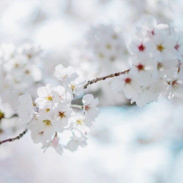 봄 여행지 추천