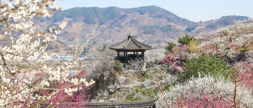 광양 매화축제! 매화축제기간! 입장료! 주차장!