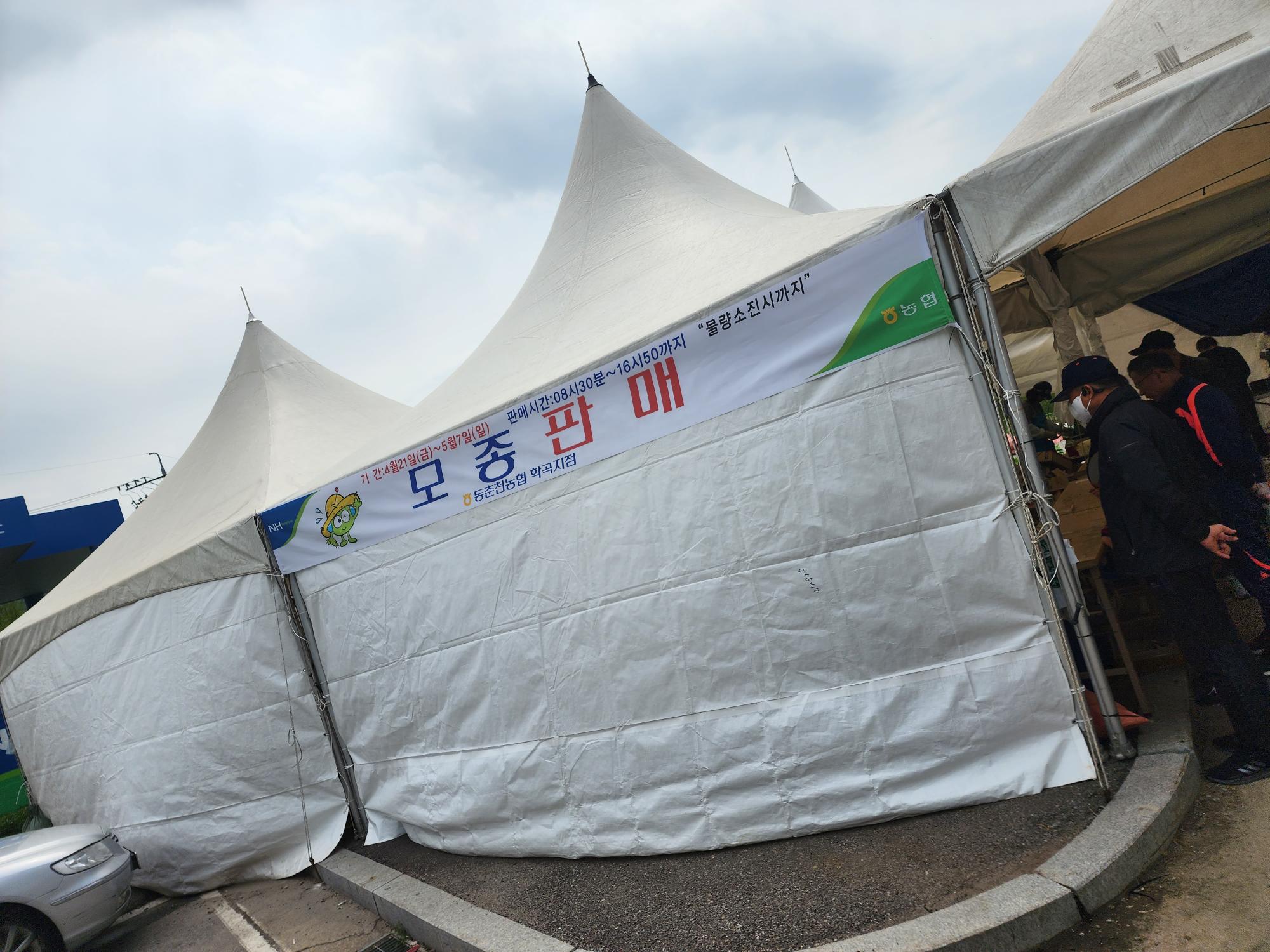 춘천농협 모종판매