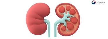 콩팥이 안 좋으면 나타나는 증상