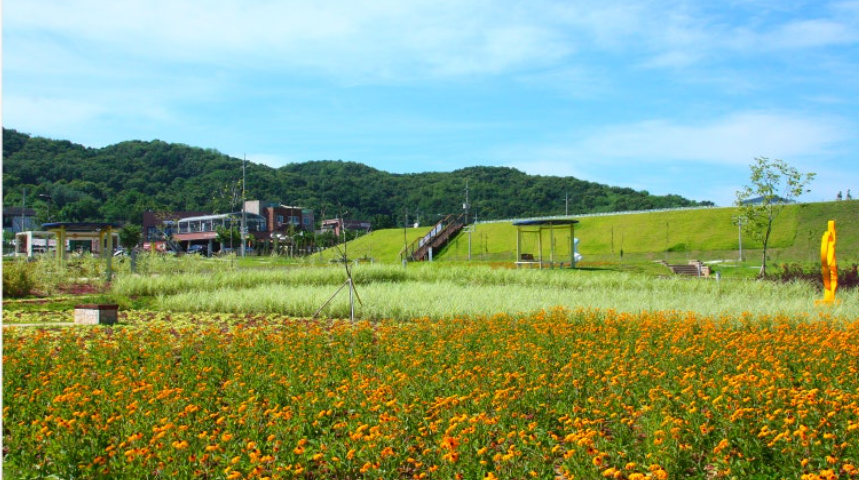 예산 백일홍