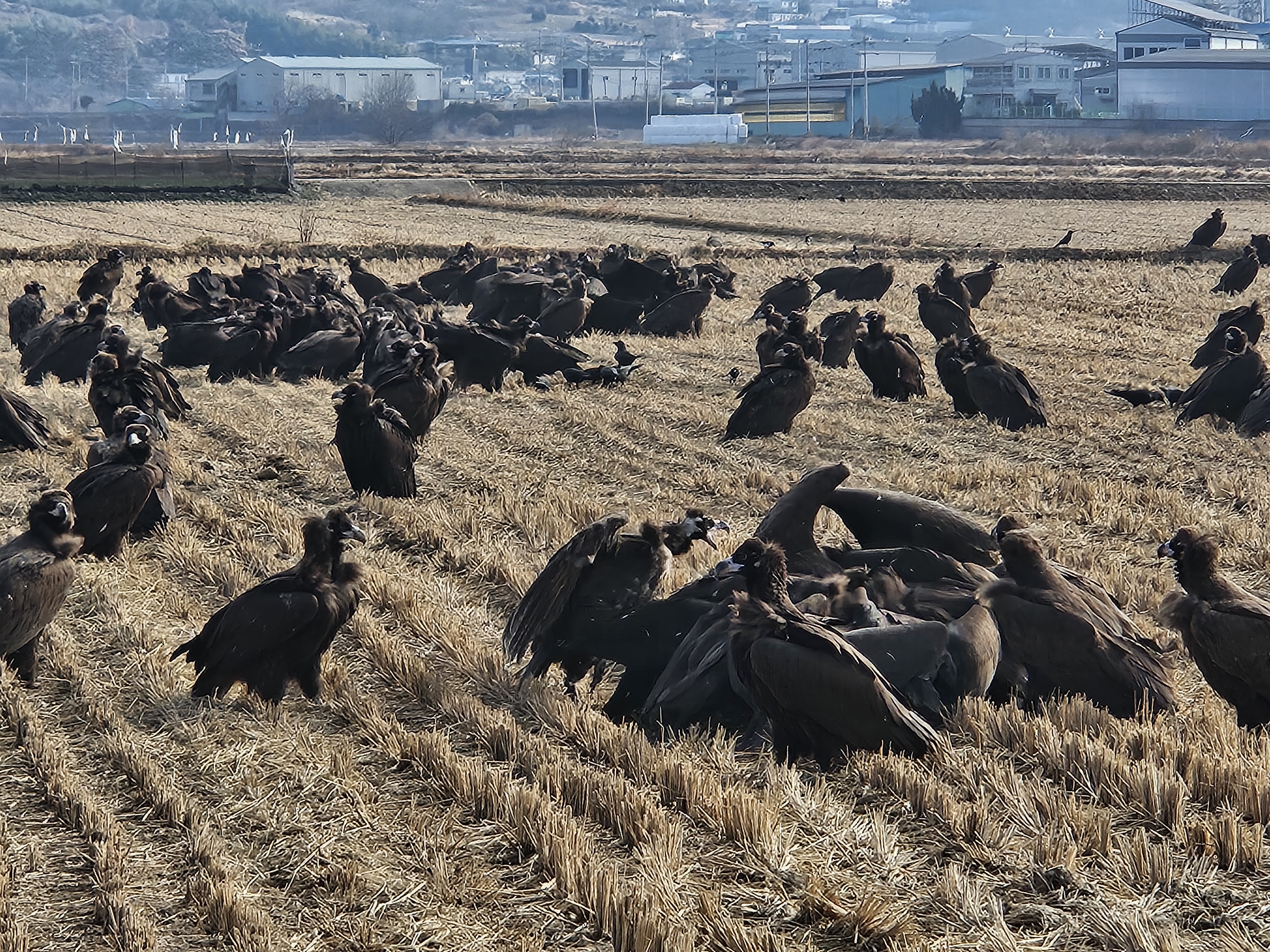 올네이션스목자의기도원-화포천 독수리 식당