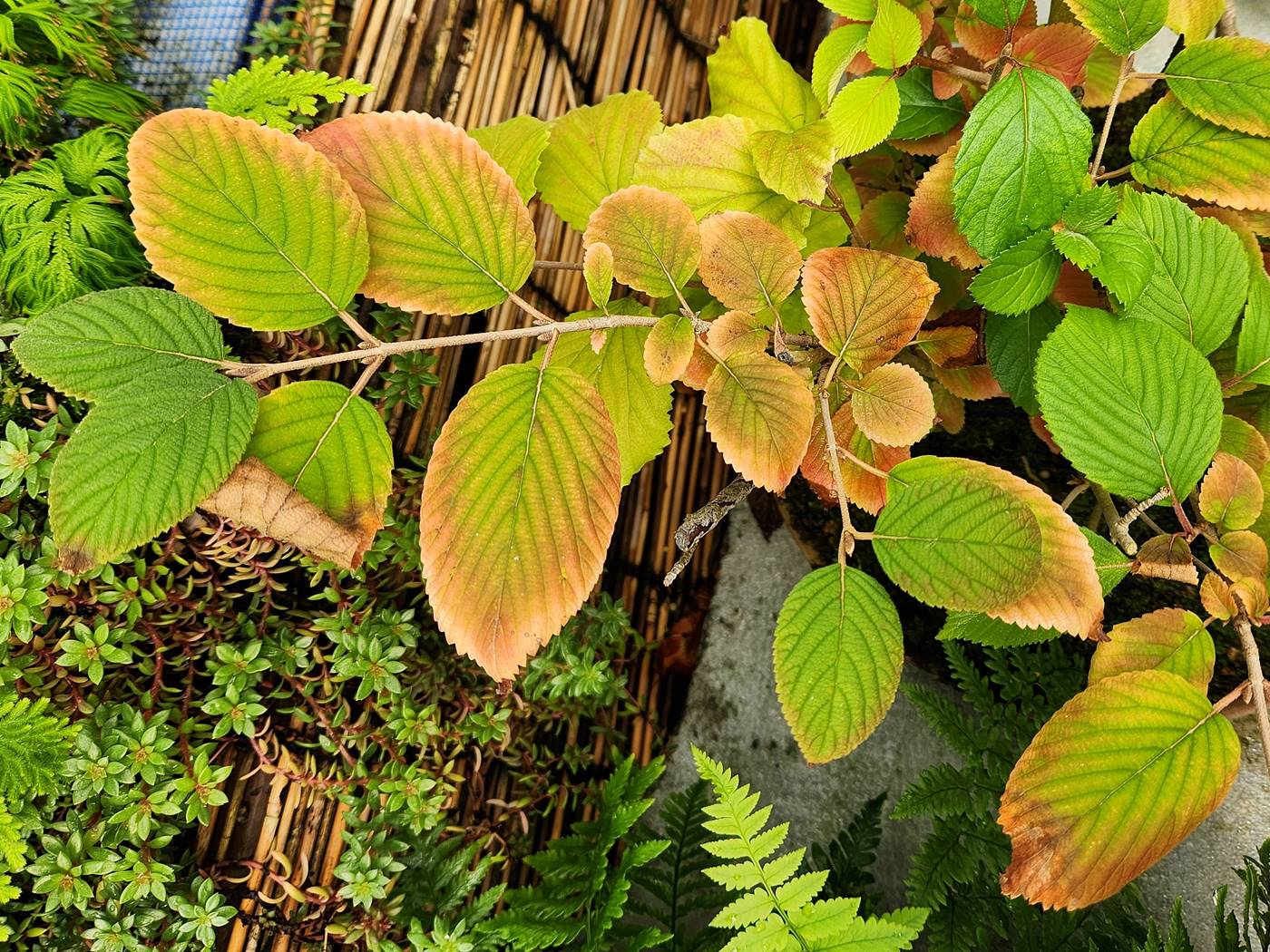 설구화(오데마리)