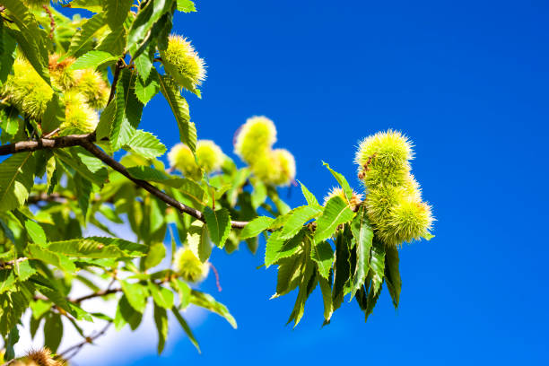 밤나무 꿈 해몽